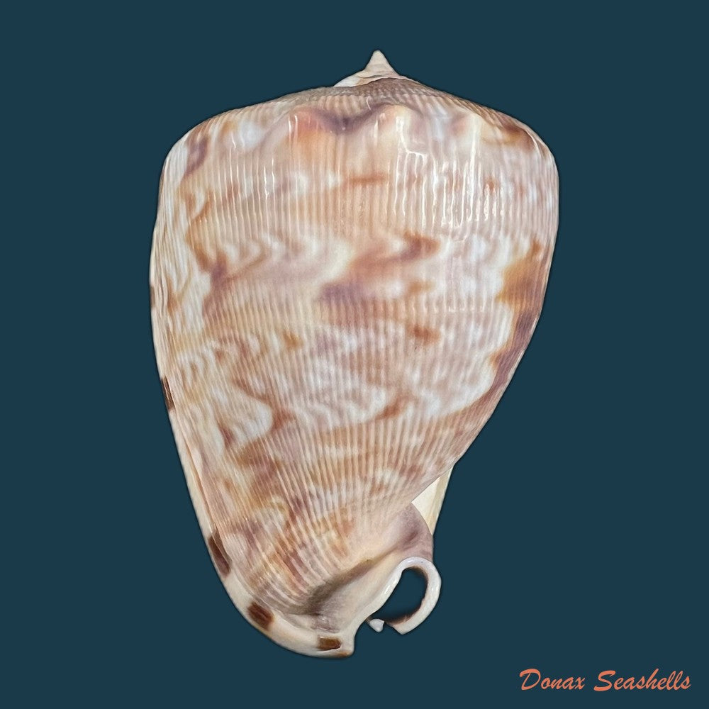 cassis-tuberosa-linnaeus-1758-29-3mm-copia