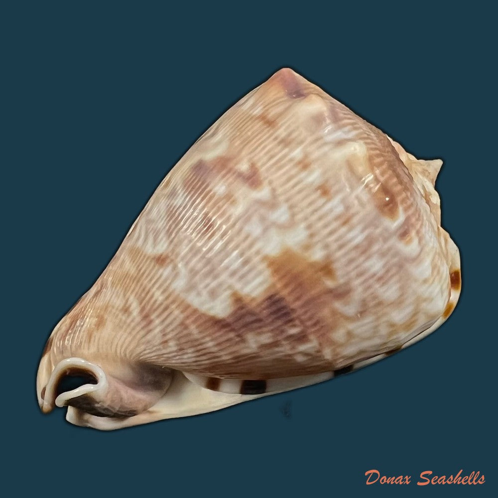 cassis-tuberosa-linnaeus-1758-29-3mm-copia
