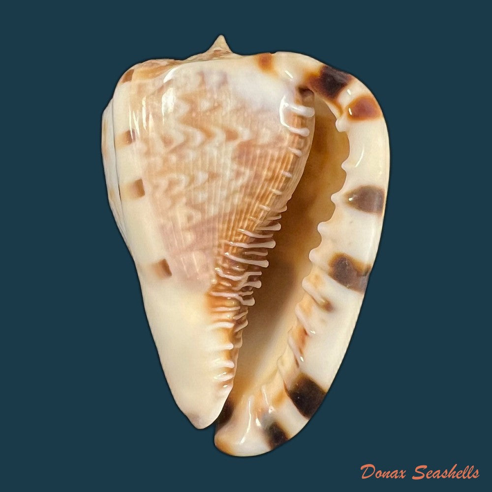 cassis-tuberosa-linnaeus-1758-29-3mm-copia