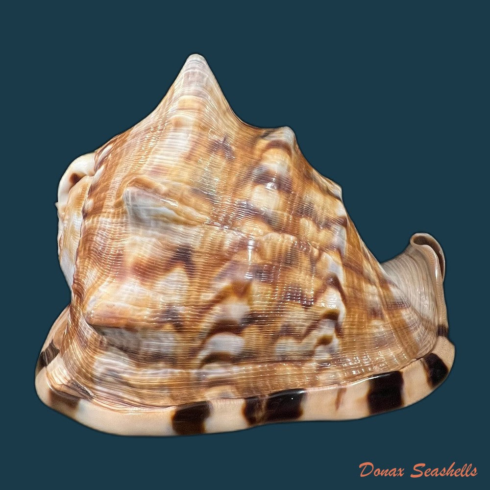 cassis-tuberosa-linnaeus-1758-65-6mm-copia