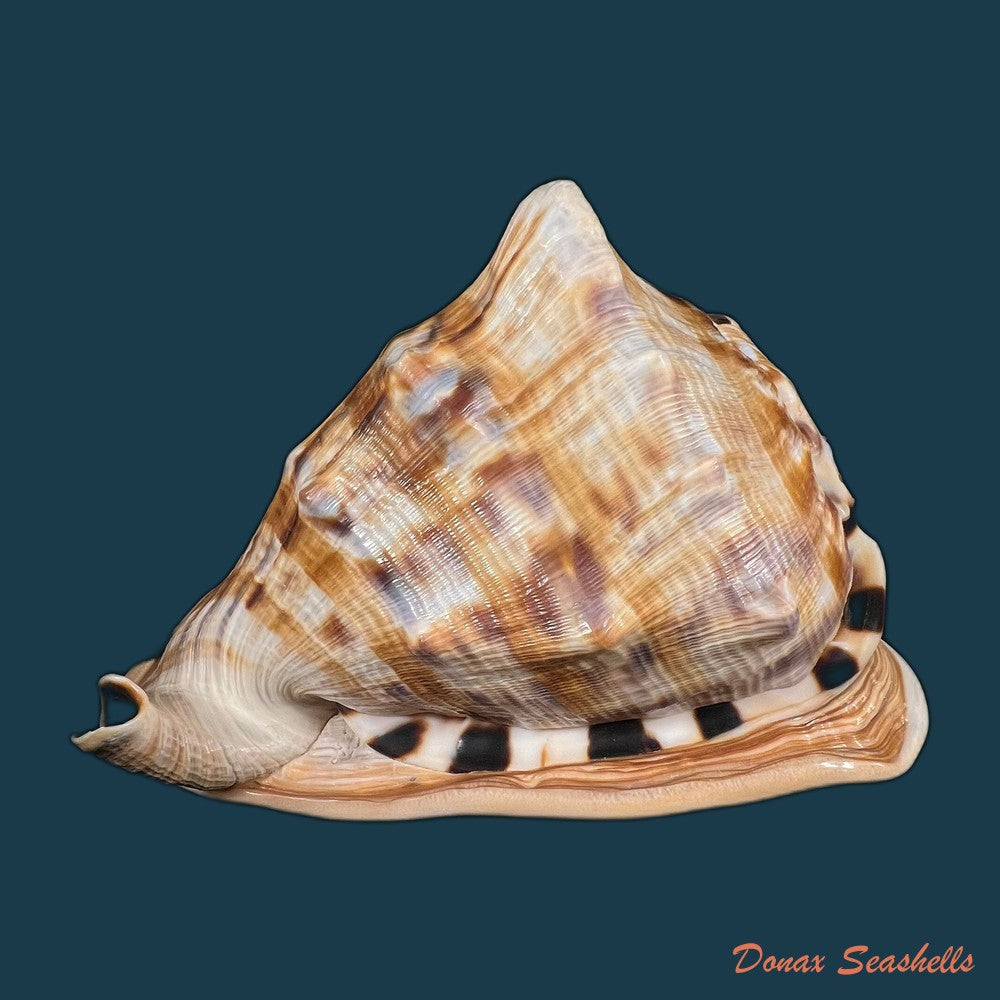 cassis-tuberosa-linnaeus-1758-65-6mm-copia