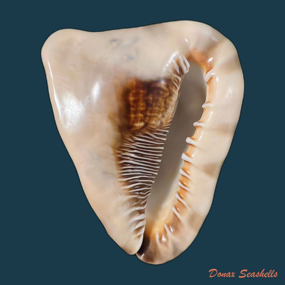 cassis-tuberosa-linnaeus-1758-65-6mm-copia
