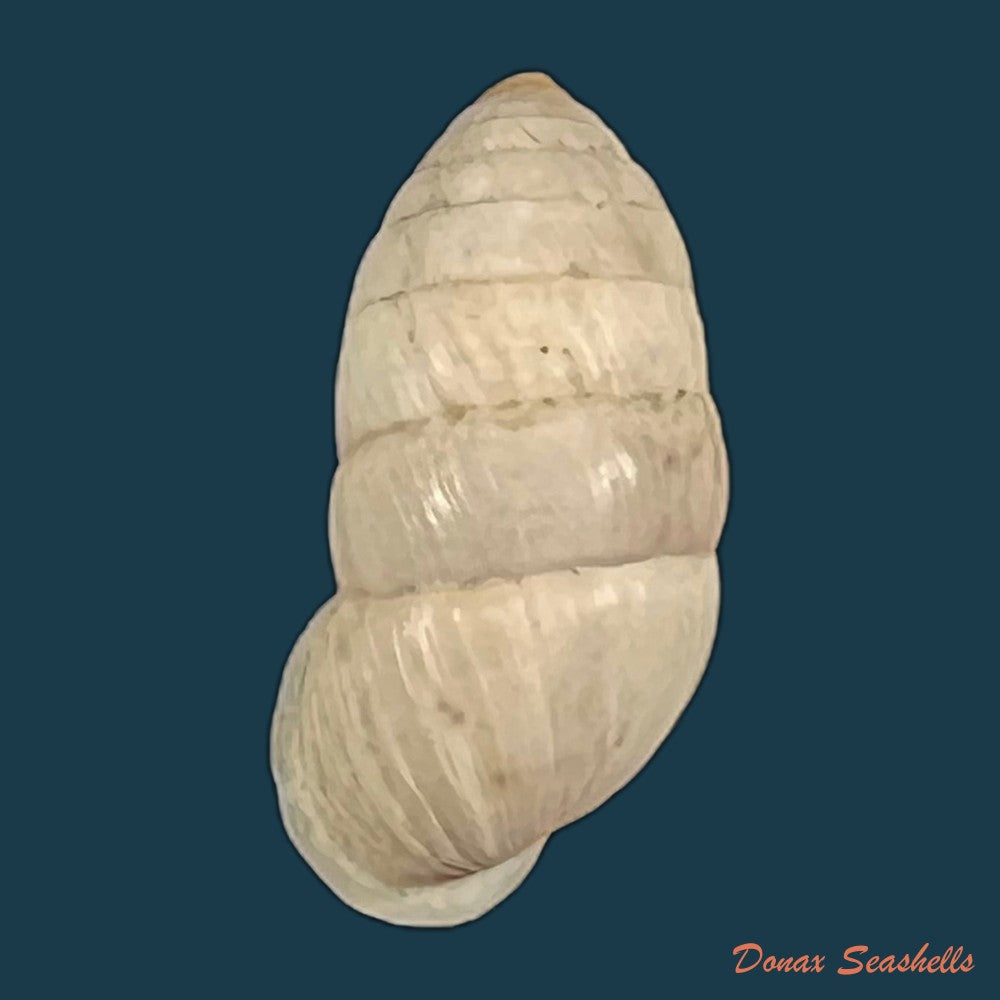 cerion-incanum-leidy-1851-21-6mm-copia