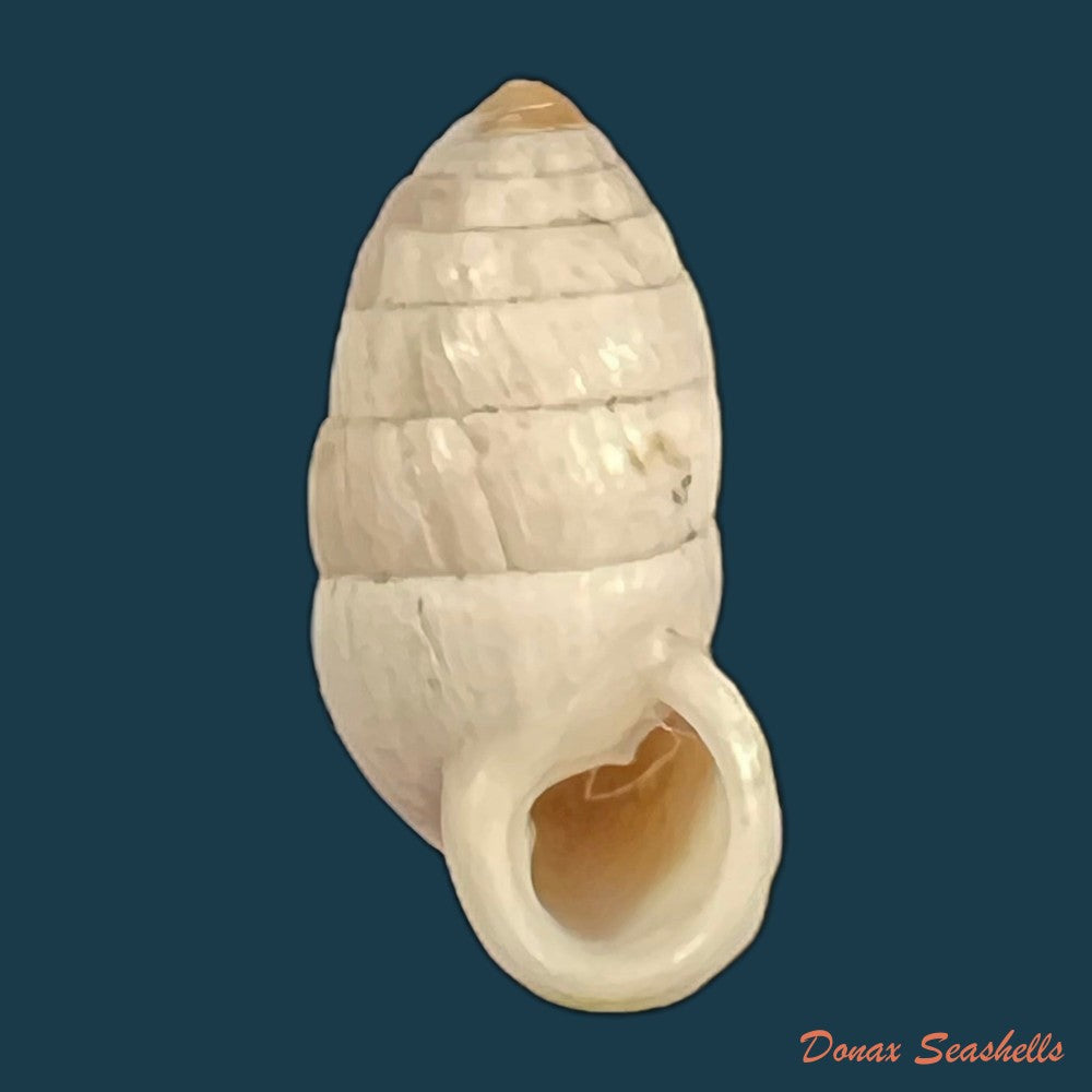 cerion-incanum-leidy-1851-21-6mm-copia