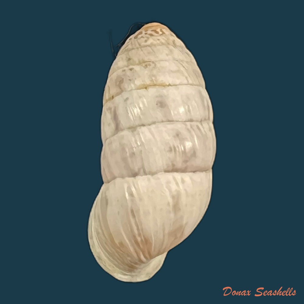 cerion-incanum-leidy-1851-23-7mm-copia