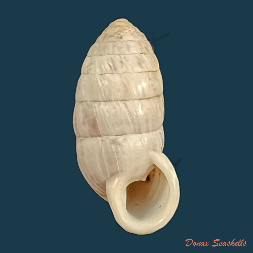 cerion-incanum-leidy-1851-23-7mm-copia