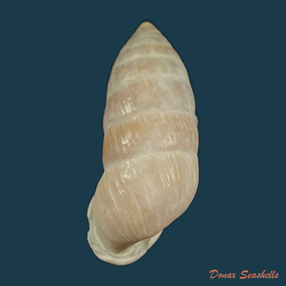 cerion-infandum-poey-1858-30-6mm-copia