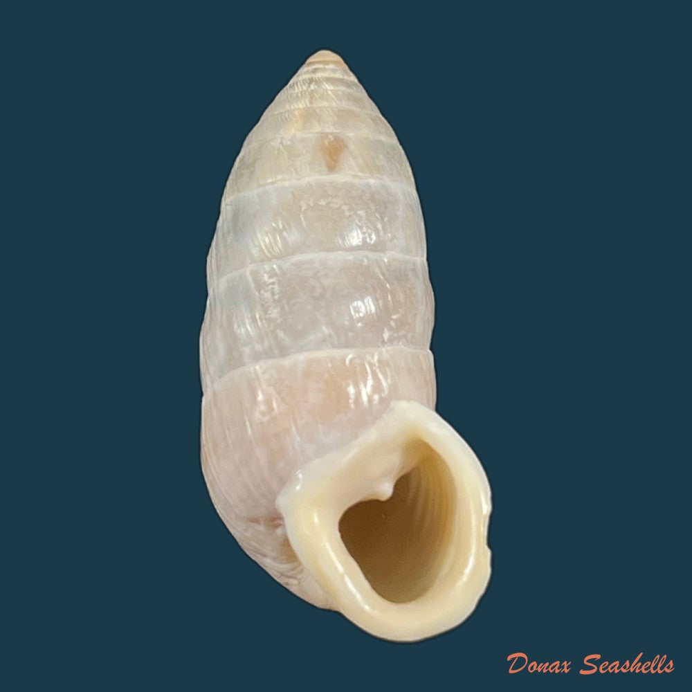 cerion-infandum-poey-1858-30-6mm-copia