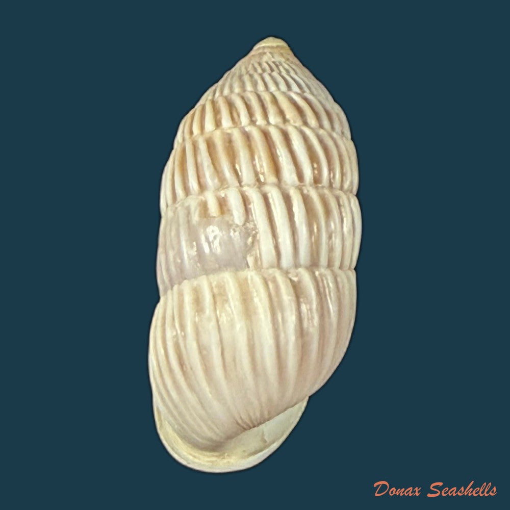 cerion-liliorum-clench-1938-24-2mm-copia