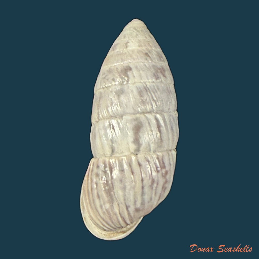 cerion-liliorum-clench-1938-24-9mm-copia