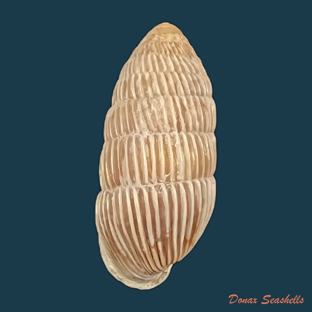 cerion-yumaensis-pilsbry-vanatta-1895-21mm-copia