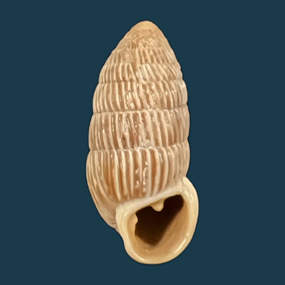 cerion-yumaensis-pilsbry-vanatta-1895-21mm-copia
