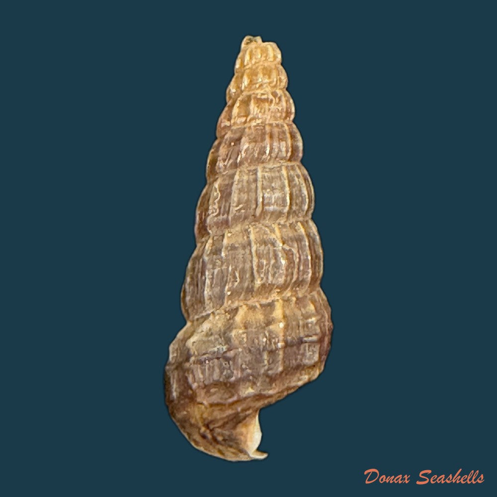 cerithidea-anticipata-iredale-1929-22-7mm-copia