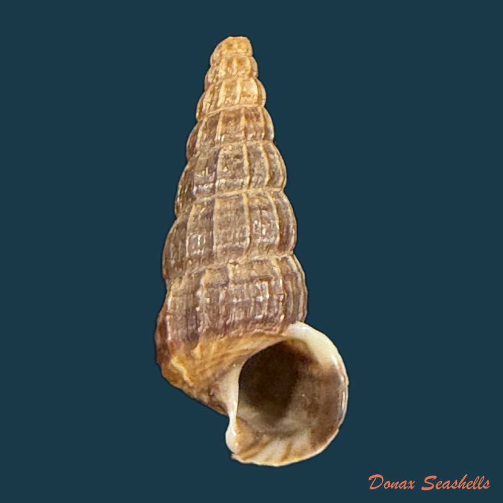 cerithidea-anticipata-iredale-1929-22-7mm-copia