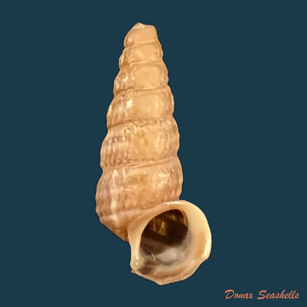 cerithidea-anticipata-iredale-1929-25-7mm-copia