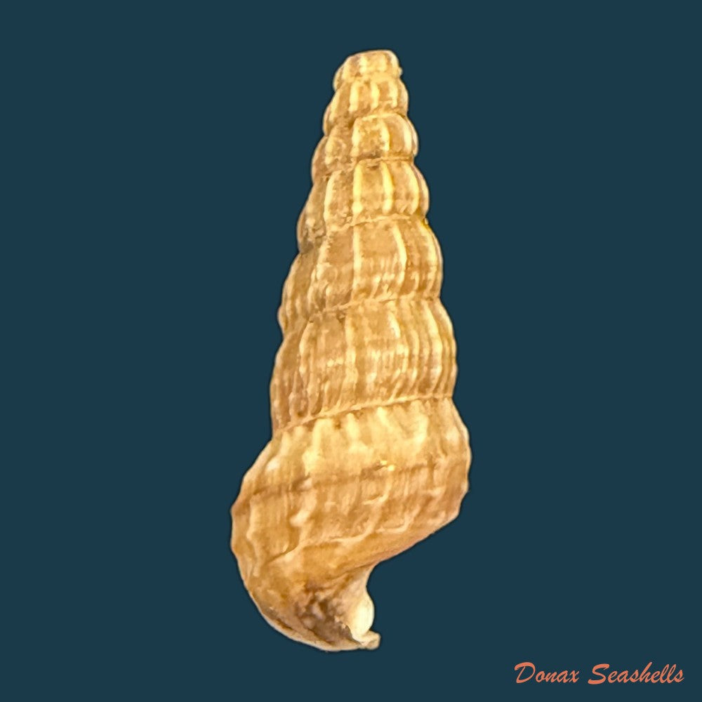cerithidea-anticipata-iredale-1929-26-1mm-copia