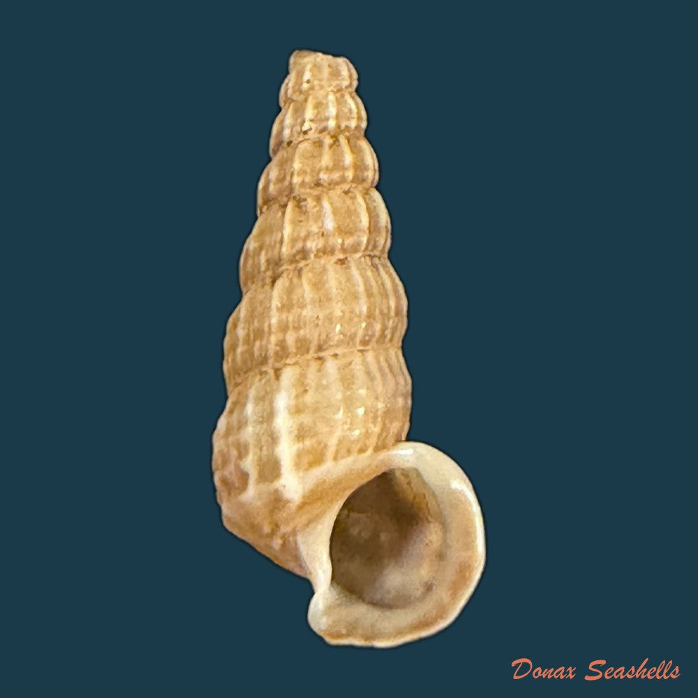 cerithidea-anticipata-iredale-1929-26-1mm-copia