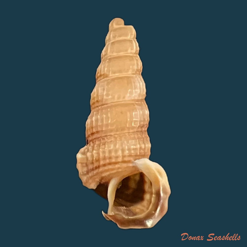 cerithidea-anticipata-iredale-1929-26-3mm-copia