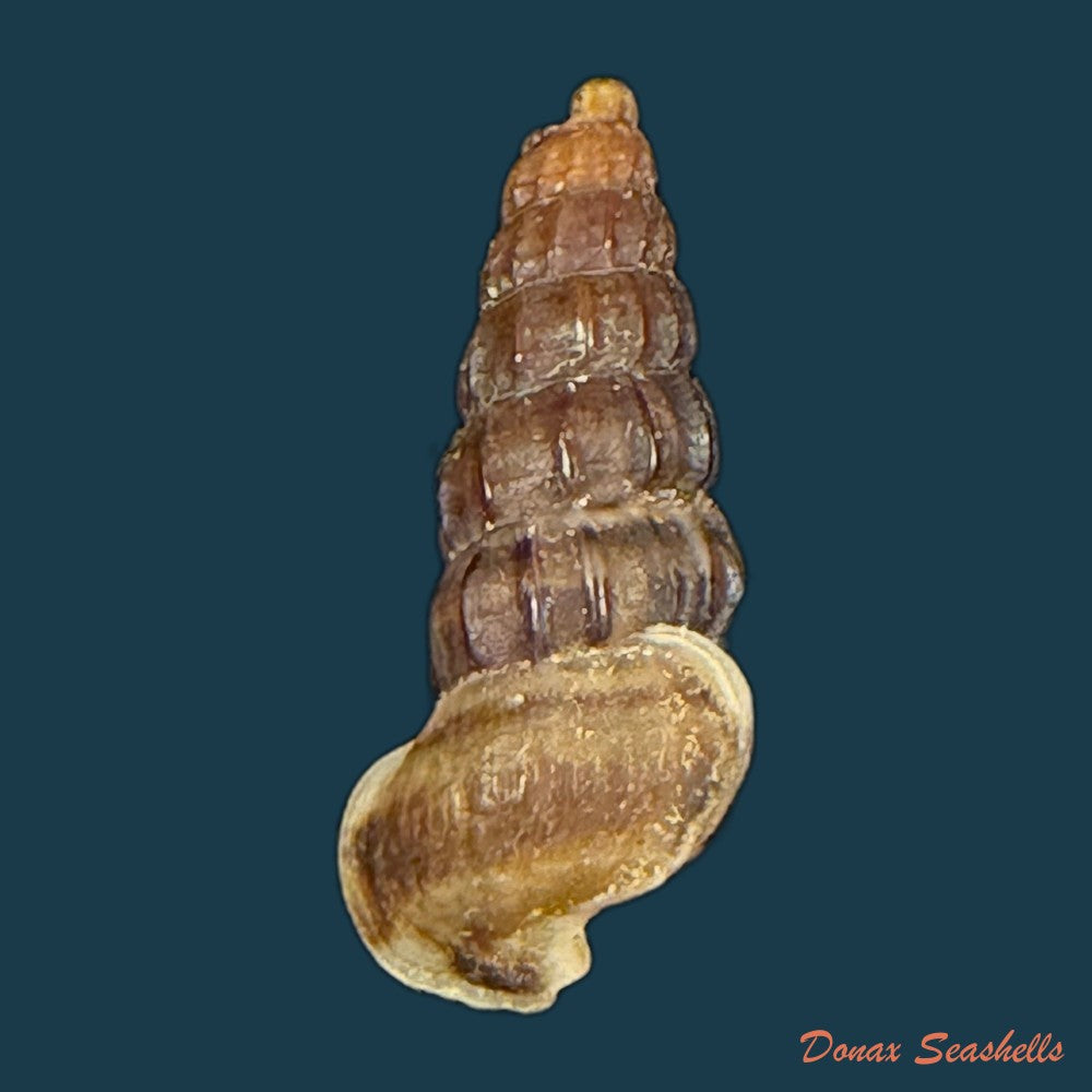 cerithidea-balteata-a-adams-1855-21-6mm-copia