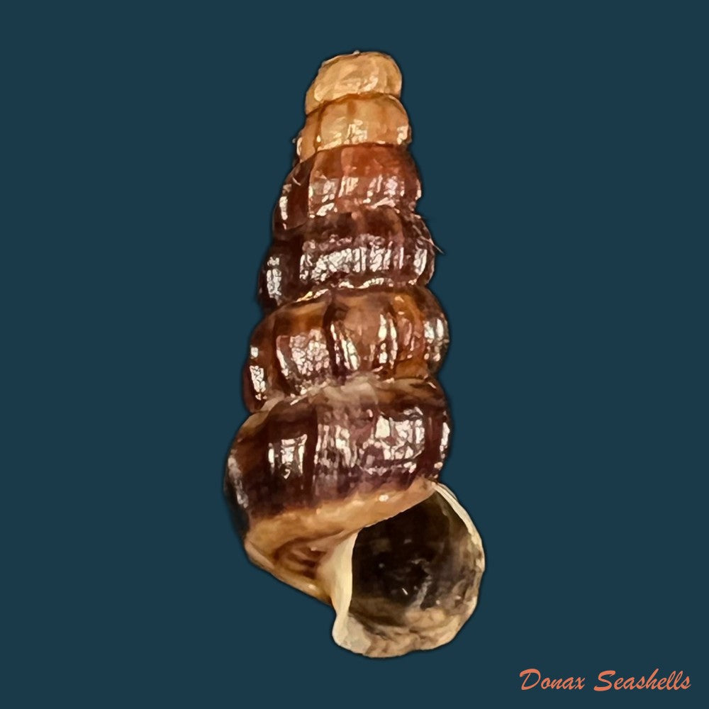 cerithidea-balteata-a-adams-1855-21-8mm-copia
