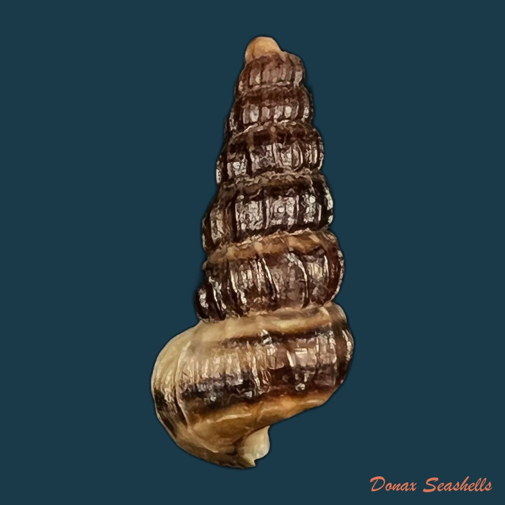 cerithidea-balteata-a-adams-1855-22-6mm-copia