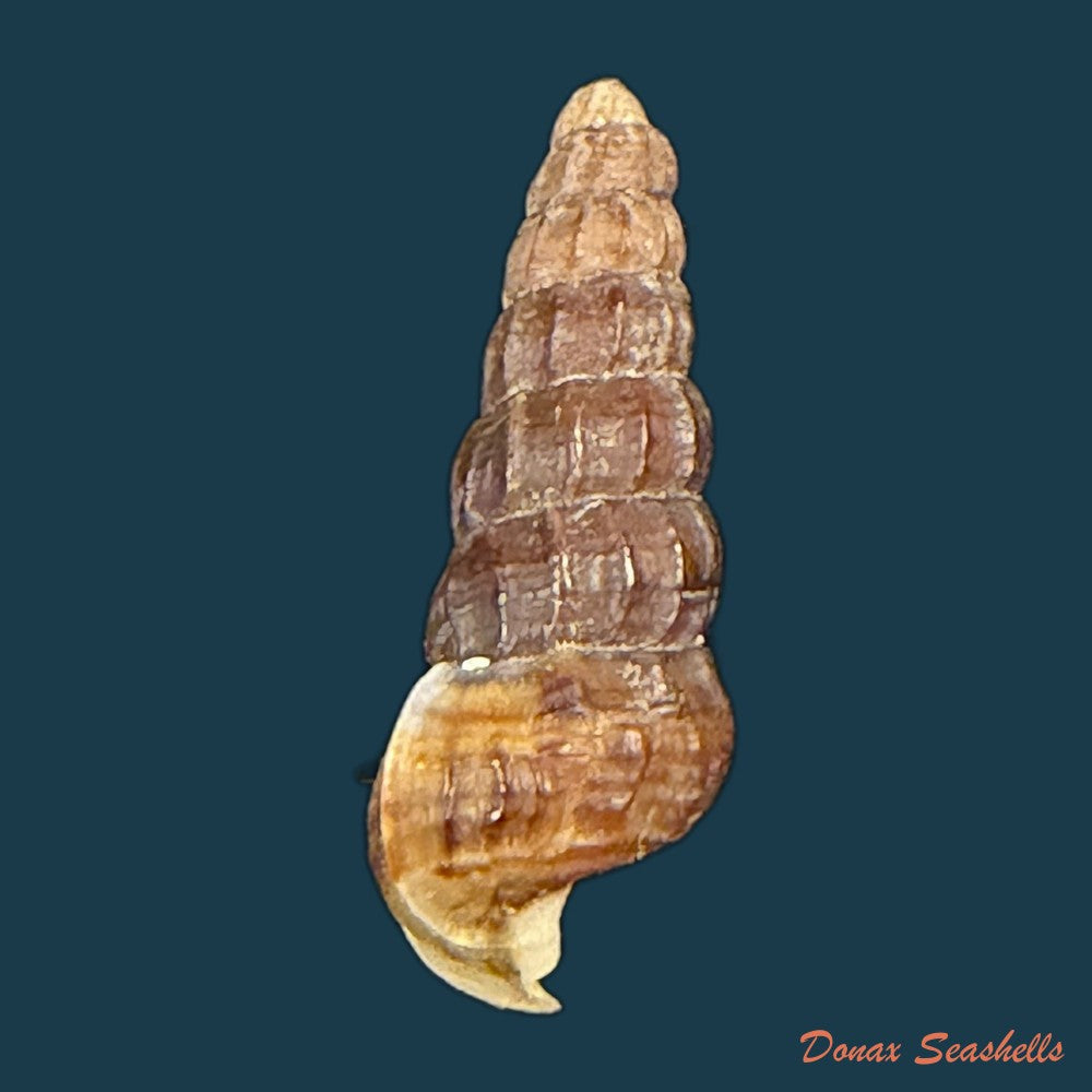 cerithidea-balteata-a-adams-1855-25-3mm-copia-1