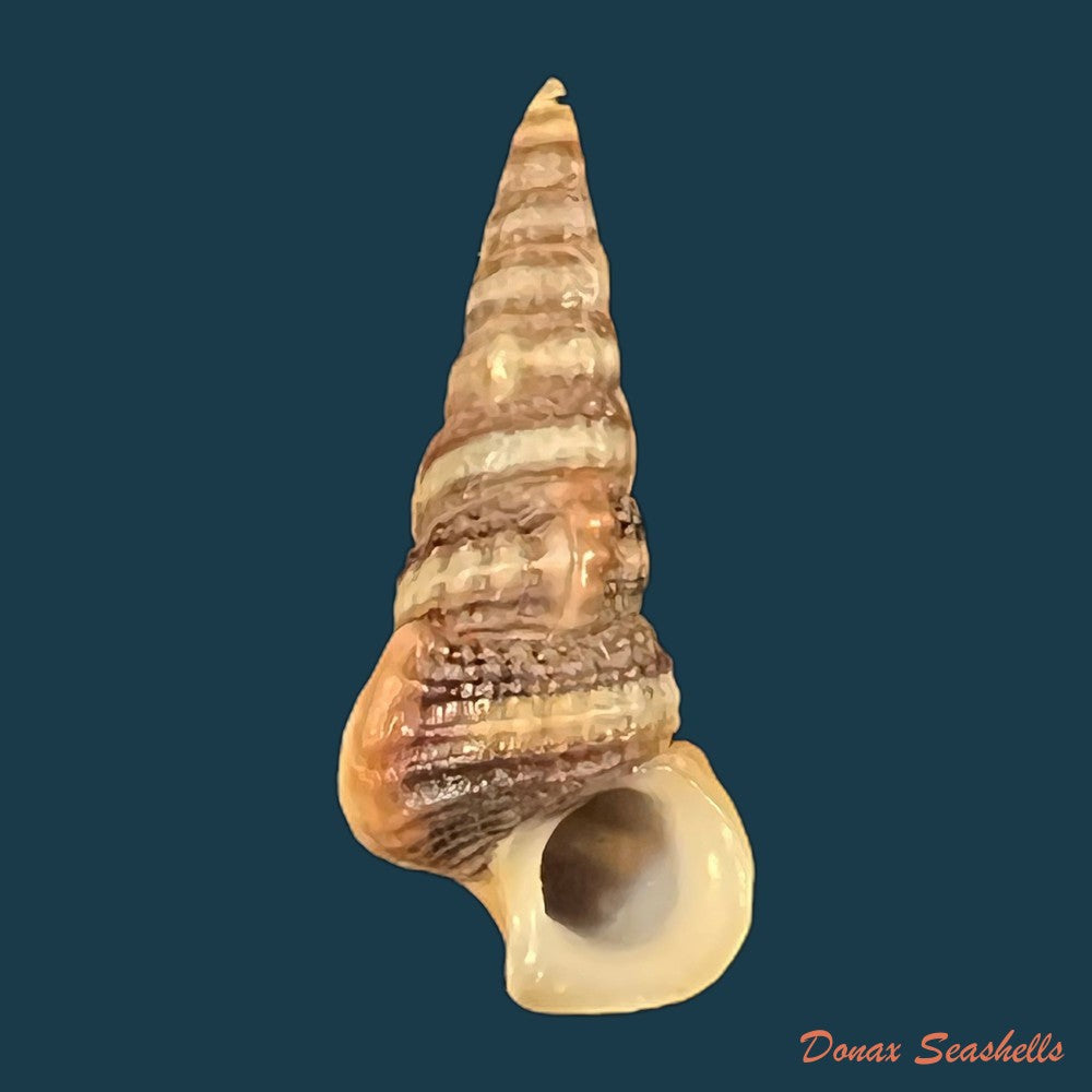 cerithidea-balteata-a-adams-1855-25-3mm-copia
