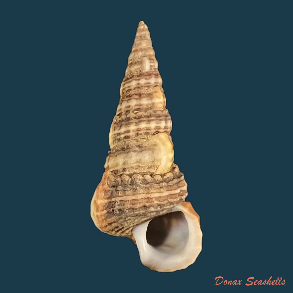 cerithidea-montagnei-dorbigny-1839-34-5mm-copia