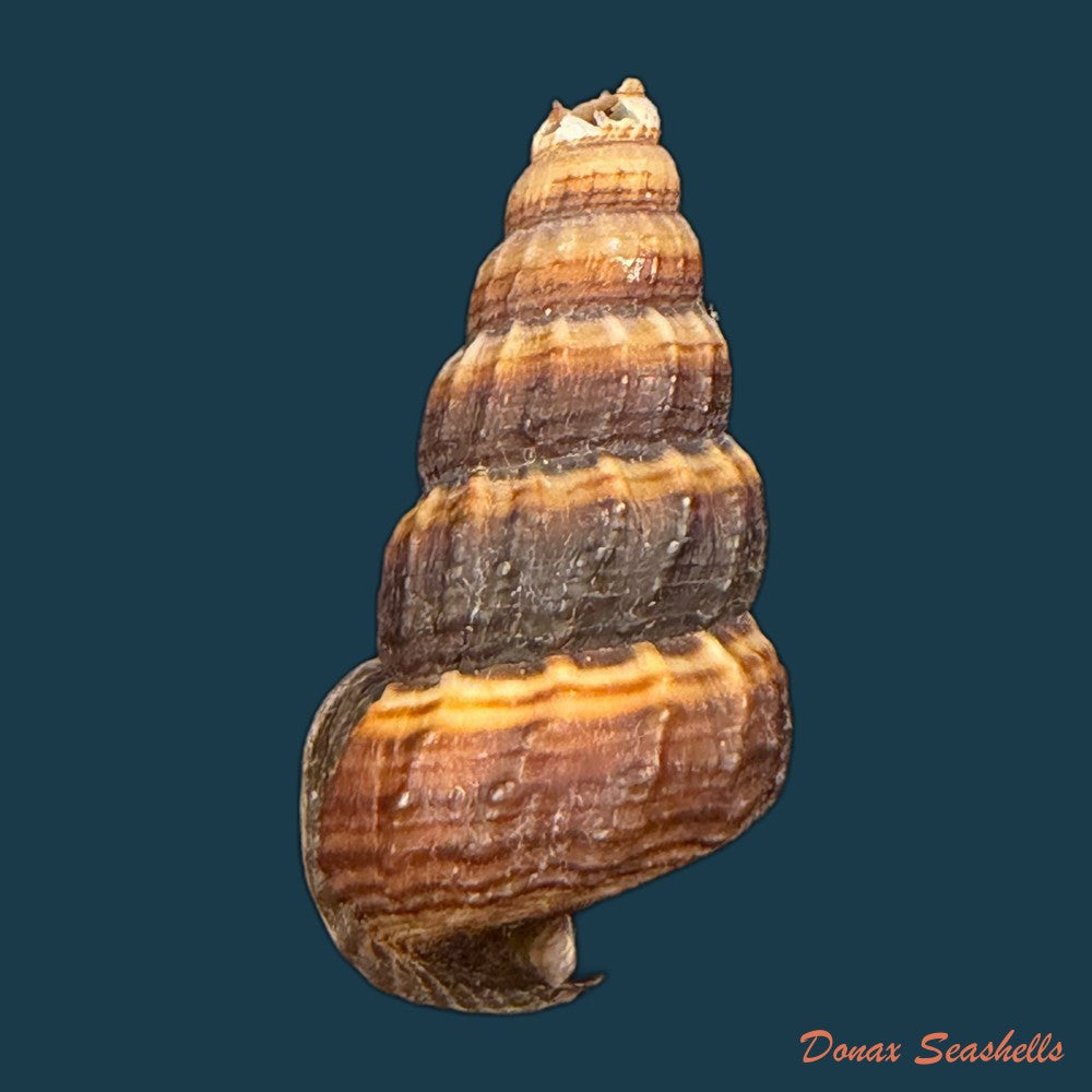 cerithidea-obtusa-lamarck-1822-43-4mm-copia-1