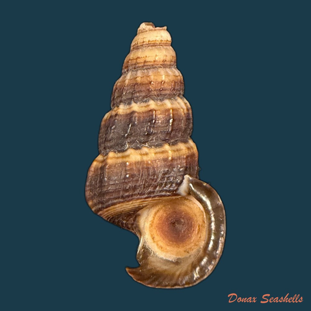 cerithidea-obtusa-lamarck-1822-43-4mm-copia-1