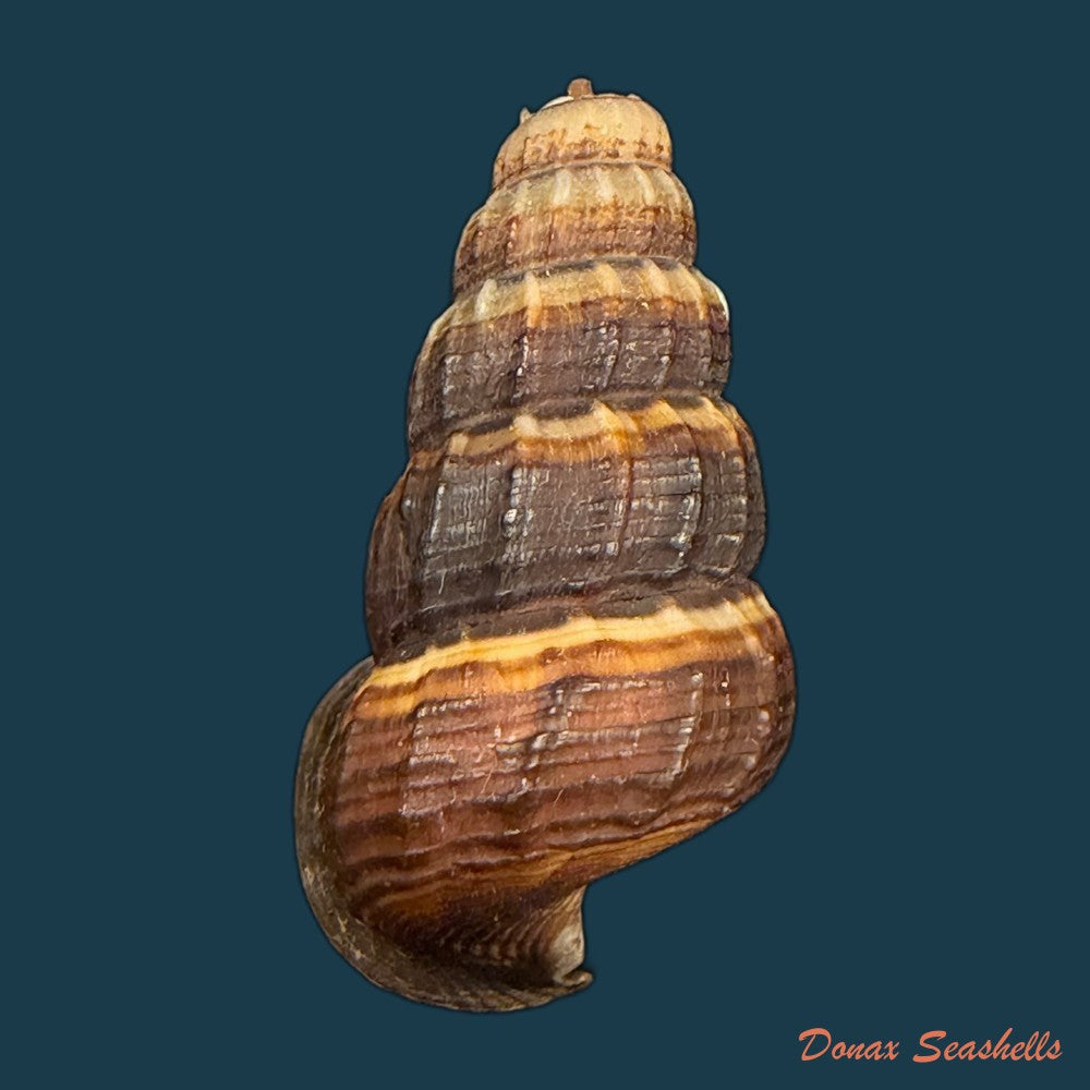 cerithidea-obtusa-lamarck-1822-43-4mm-copia