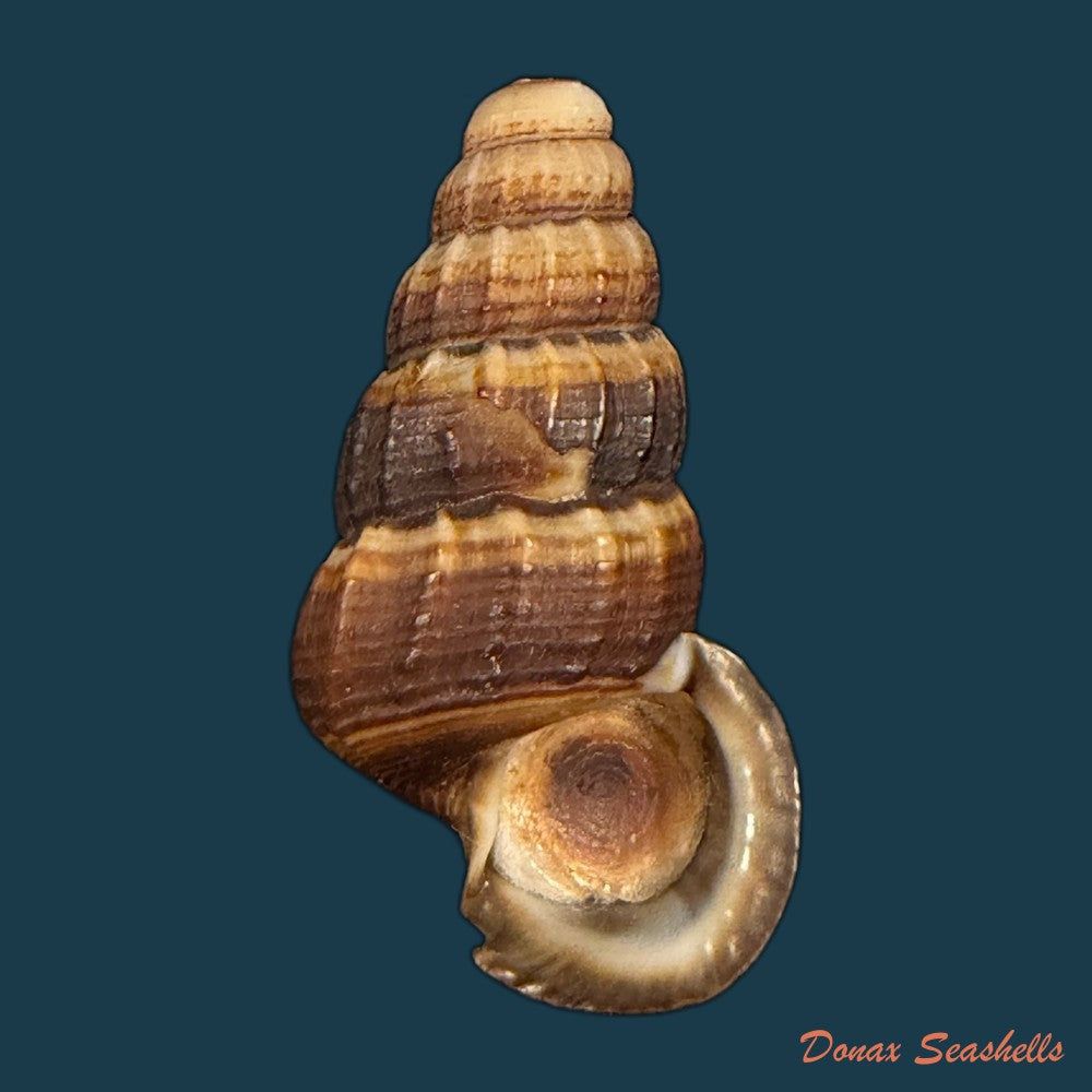 cerithidea-obtusa-lamarck-1822-43-4mm-copia