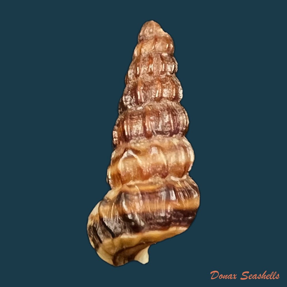 cerithidea-obtusa-lamarck-1822-44-8mm-copia