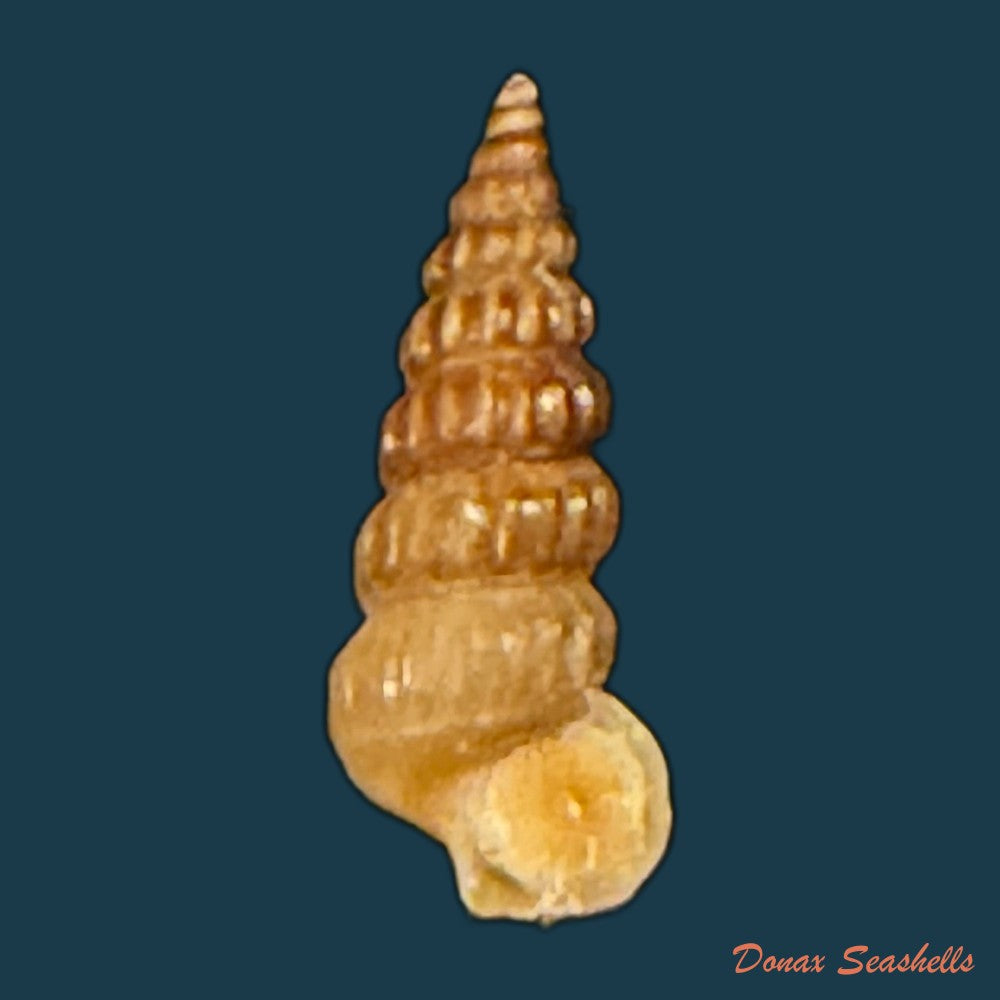 cerithidea-turrita-stearns-1872-10-5mm-copia-1