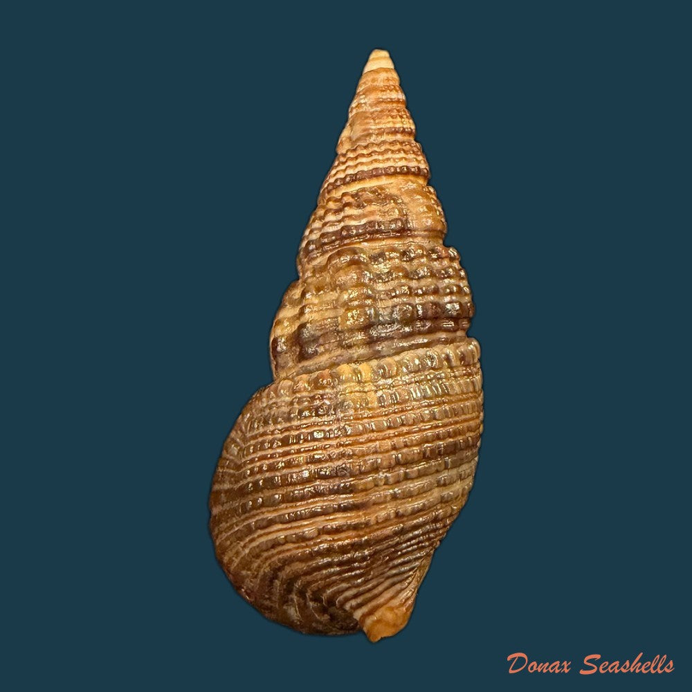 cerithidea-turrita-stearns-1872-10-5mm-copia