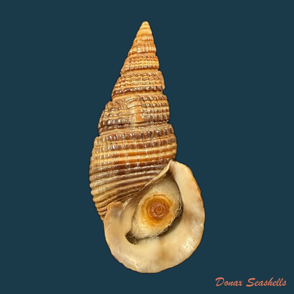 cerithidea-turrita-stearns-1872-10-5mm-copia