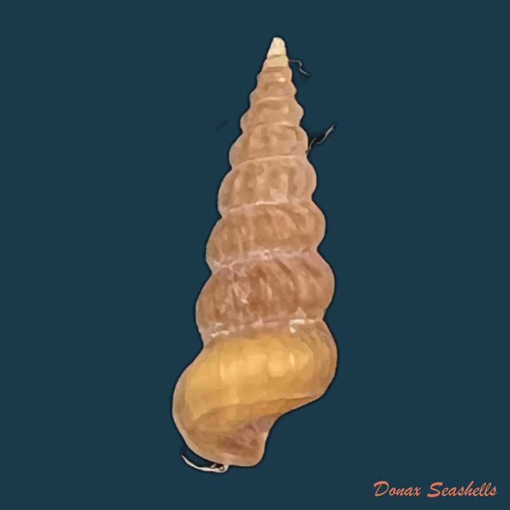 cerithidea-turrita-stearns-1872-10-6mm-copia