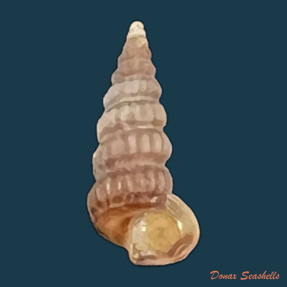 cerithidea-turrita-stearns-1872-10-8mm-copia
