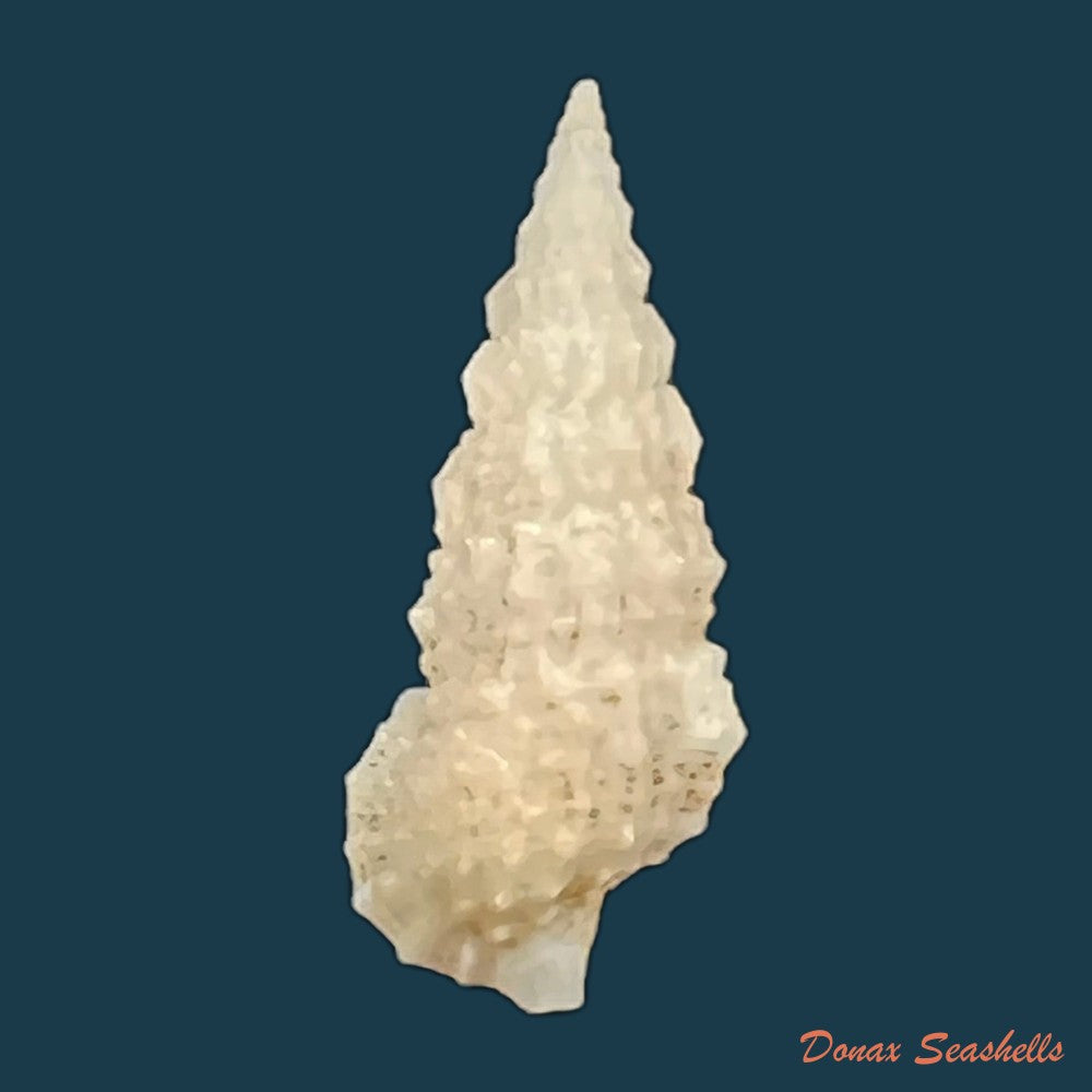 cerithium-algicola-c-b-adams-1845-21-8mm-copia