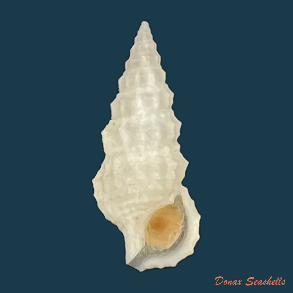 cerithium-algicola-c-b-adams-1845-22-3mm-copia