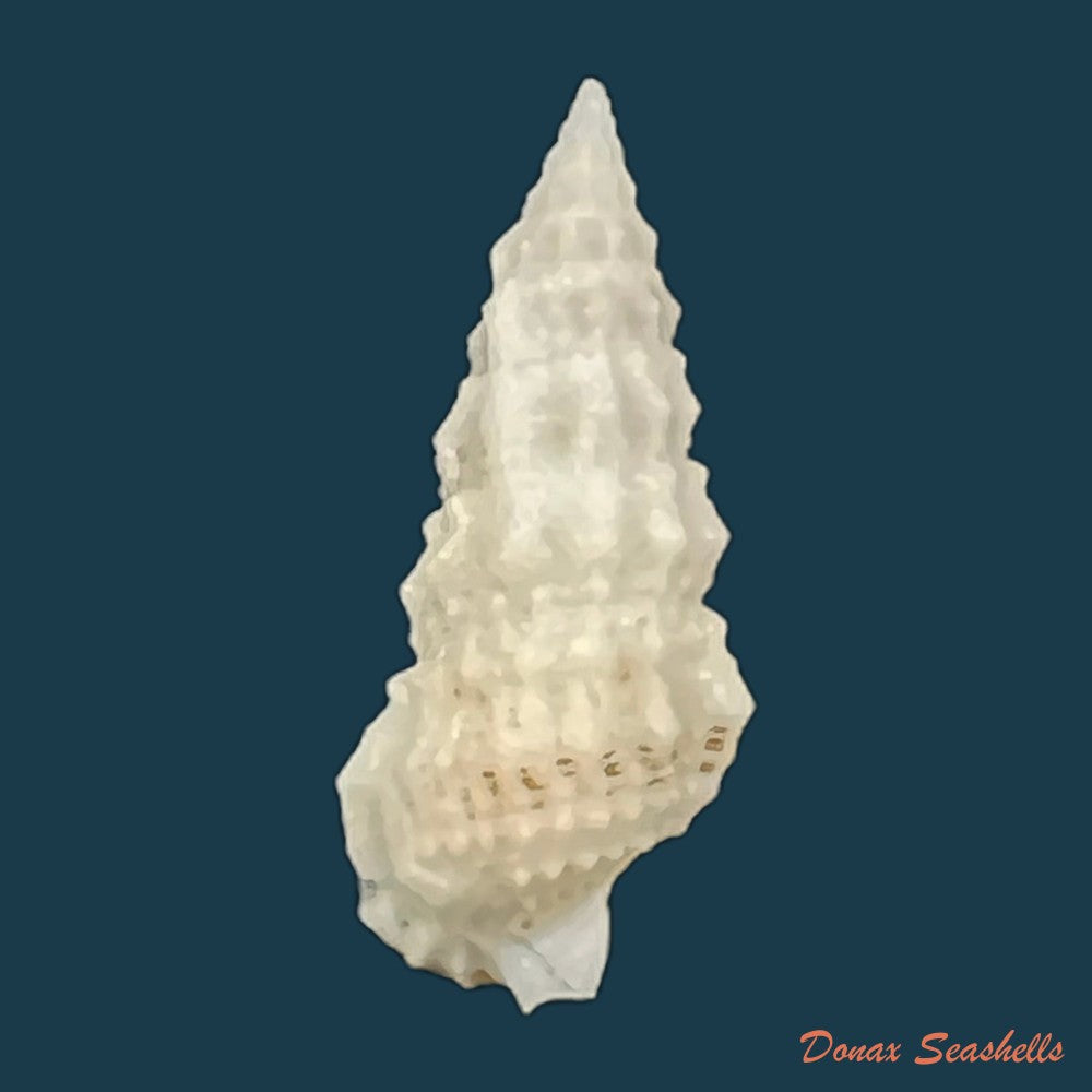 cerithium-algicola-c-b-adams-1845-24-6mm-copia
