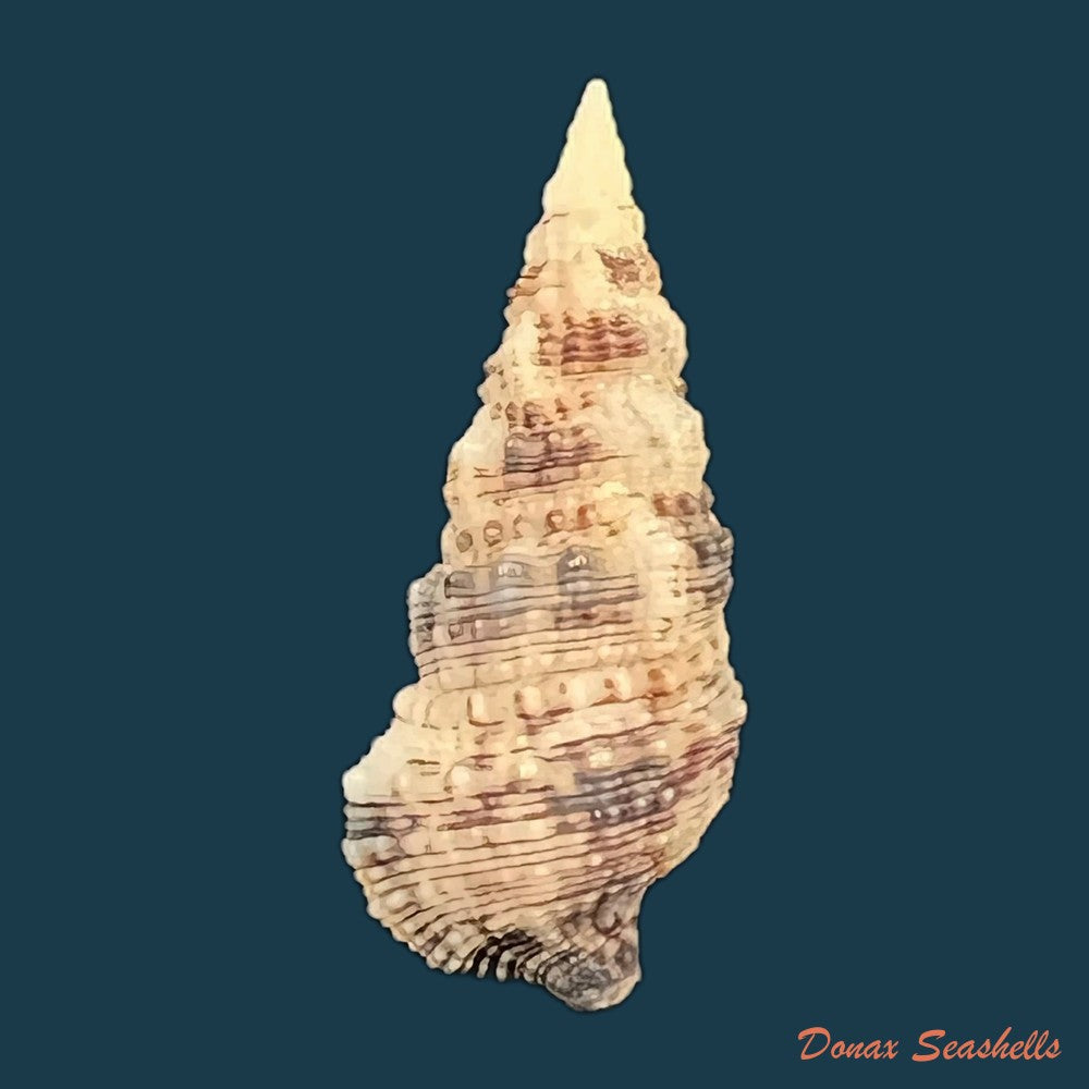 cerithium-atratum-born-1778-23-5mm-copia