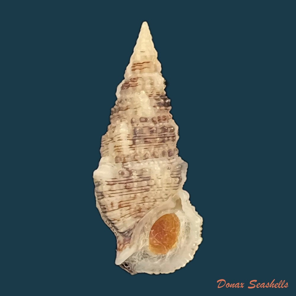 cerithium-atratum-born-1778-23-5mm-copia