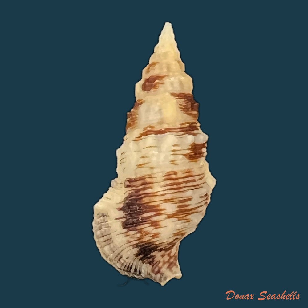 cerithium-atratum-born-1778-24-2mm-copia