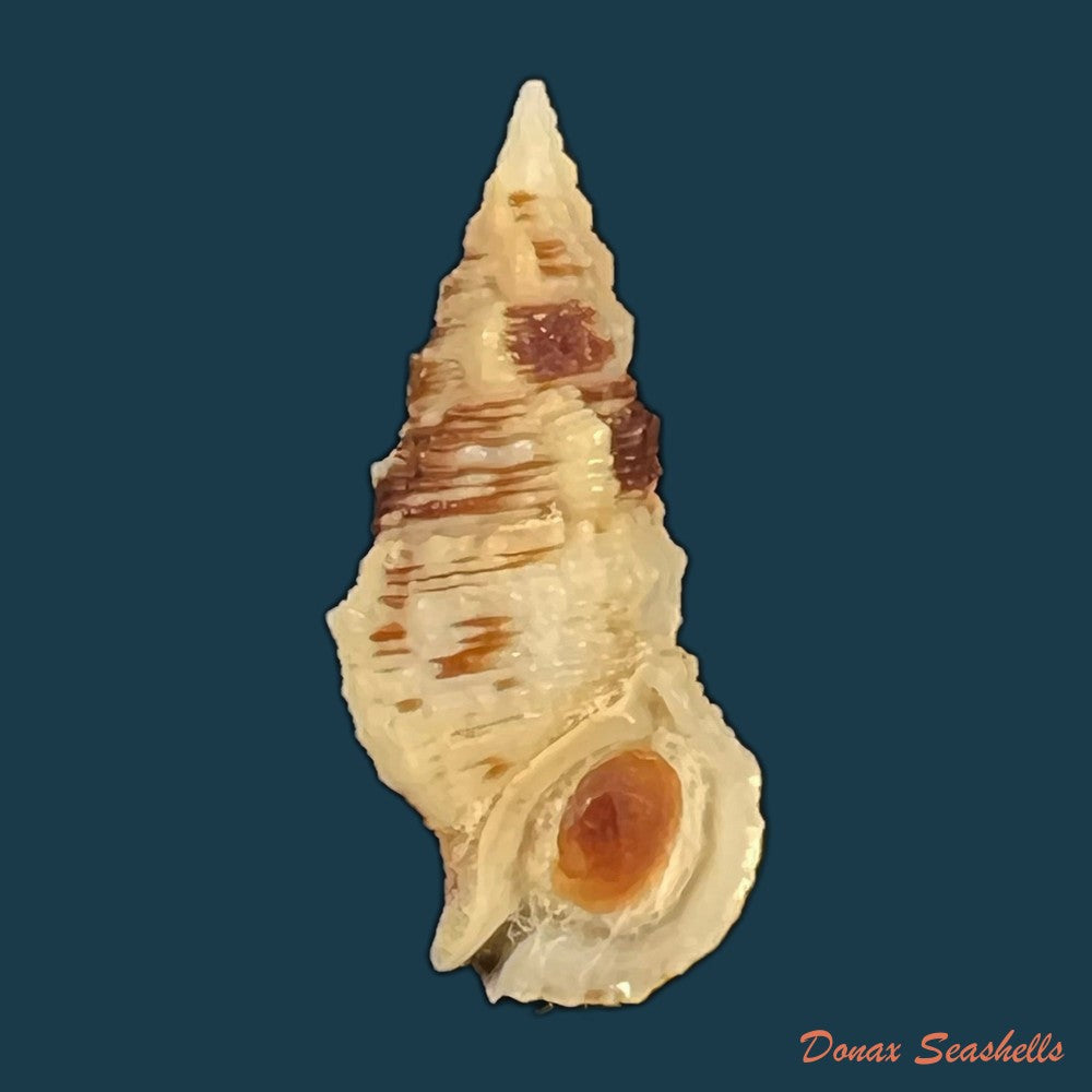 cerithium-atratum-born-1778-24-2mm-copia