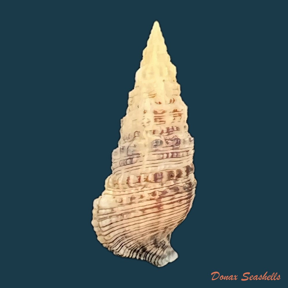 cerithium-atratum-born-1778-25-3mm-copia