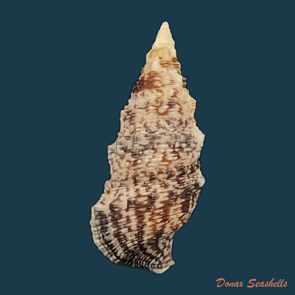cerithium-atratum-born-1778-27-1mm-copia