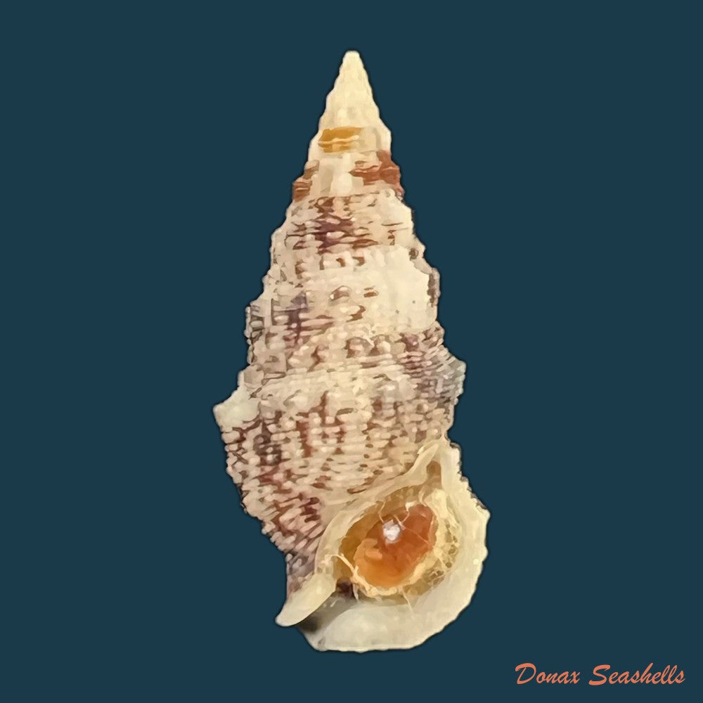 cerithium-atratum-born-1778-27-1mm-copia