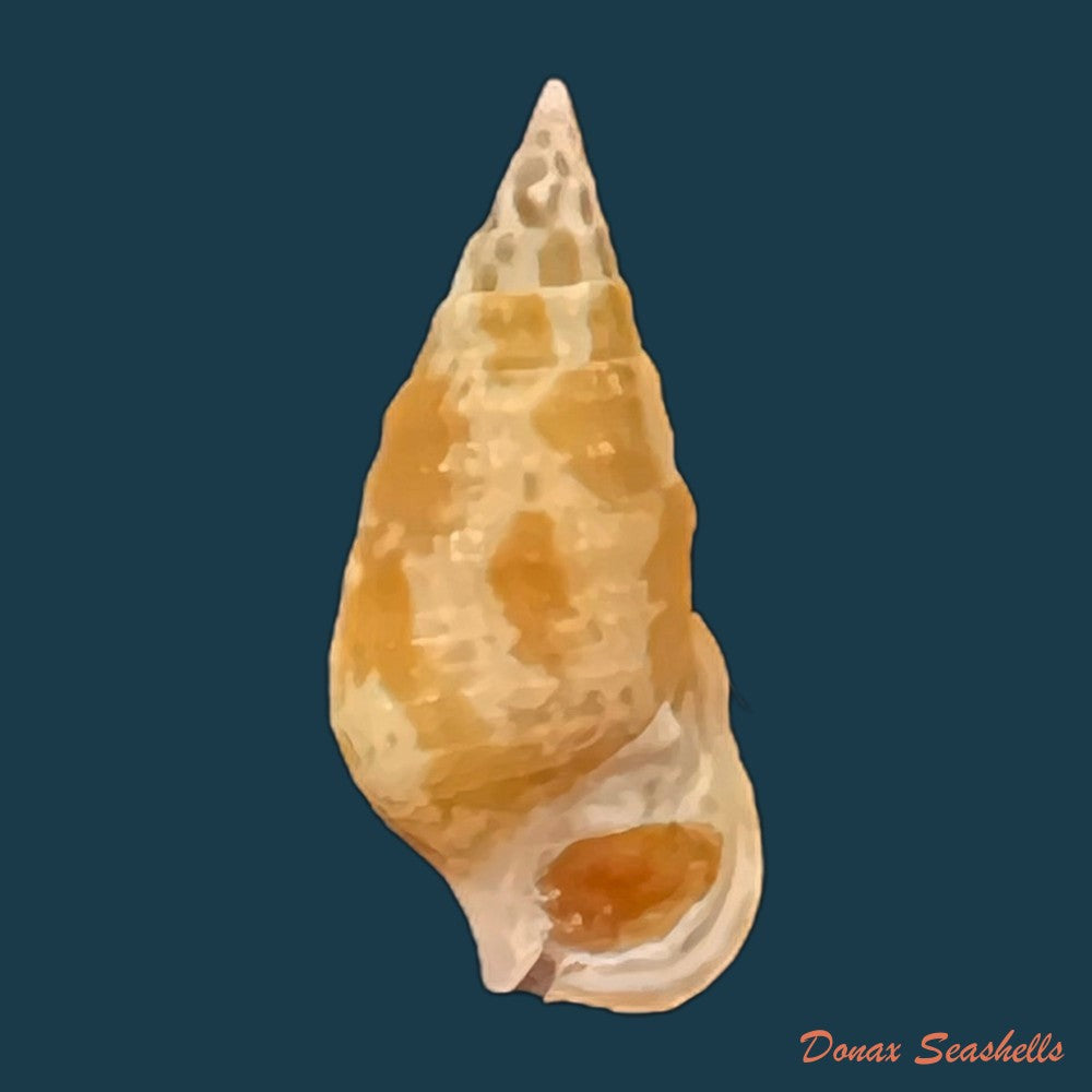cerithium-bayeri-petuch-2001-18-1mm-copia