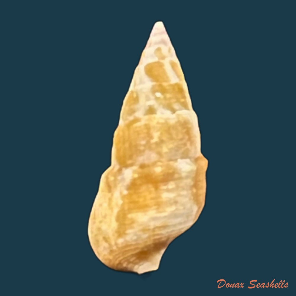 cerithium-bayeri-petuch-2001-18-3mm-copia